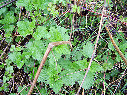 Urtica dioica