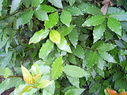 Laurus Nobilis